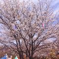 東京で、1歳半の子連れで花見も電車も楽しめる場所を探していたら…【飛鳥山公園】を発見！