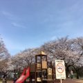 ２歳子連れでお花見するなら遊具も完備な「篠崎公園」に決まり！気になるトイレや授乳スペースは？